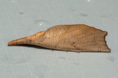 Corcobara angulipennis