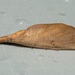 Corcobara angulipennis - Photo 由 dhfischer 所上傳的 (c) dhfischer，保留部份權利CC BY-NC