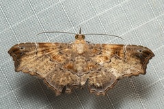 Cultripalpa lunulifera