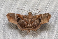 Cultripalpa lunulifera