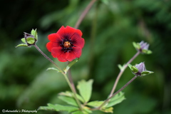 Potentilla atrosanguinea