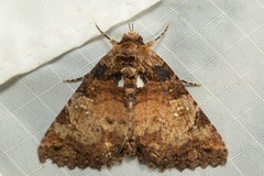 Daddala quadrisignata