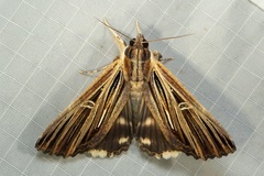 Ercheia multilinea