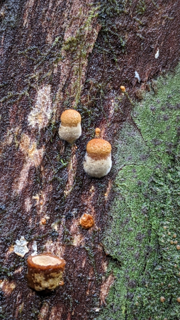 Crucibulum simile · July 2025 · photo: © svendhansen (iNaturalist, cc-by)