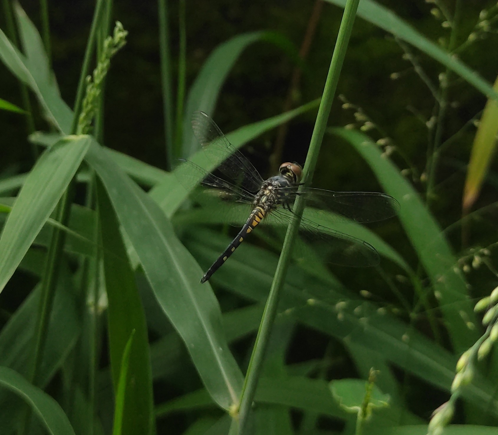 Little Blue Marsh Hawk