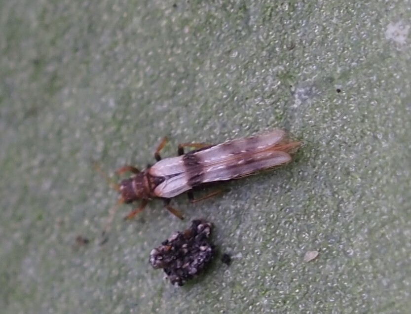 Thrips
