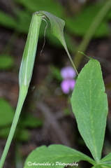 Arisaema concinnum