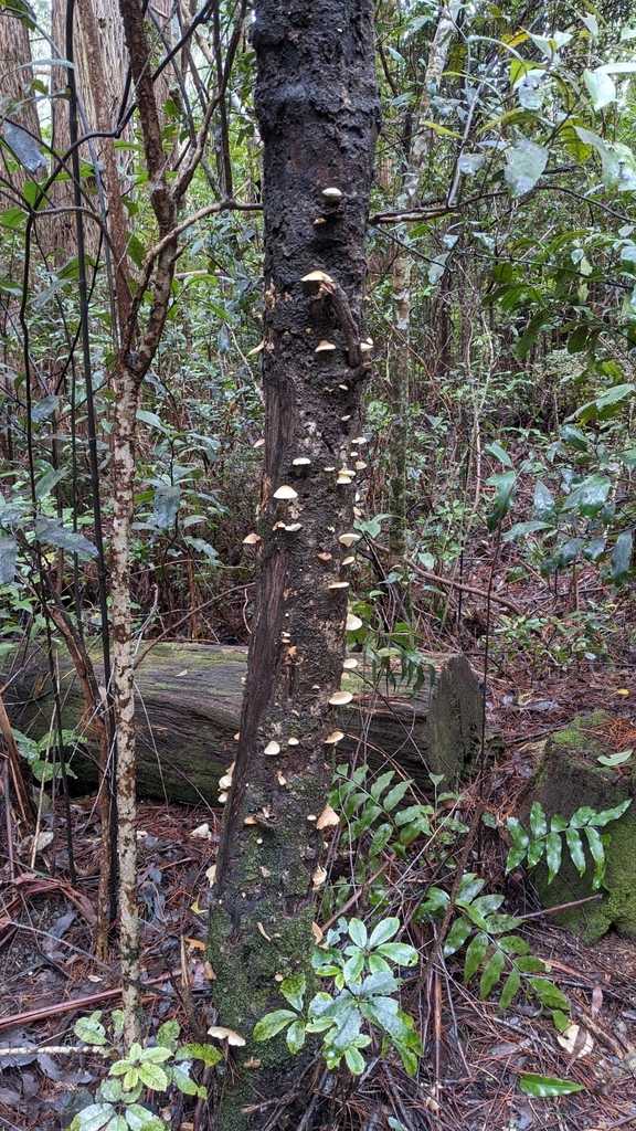 Conchomyces bursiformis · July 2025 · photo: © svendhansen (iNaturalist, cc-by)