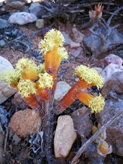 Crassula pyramidalis