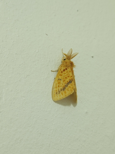 Mylantria xanthospila