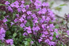 Thymus linearis