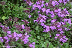 Thymus linearis