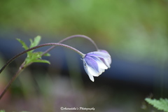 Eriocapitella rivularis