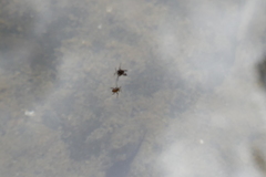 Microvelia bourbonensis