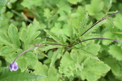 Eriocapitella rivularis