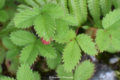 Fragaria nubicola