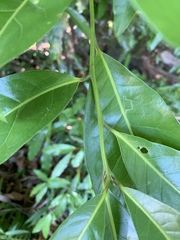 Beilschmiedia obtusifolia