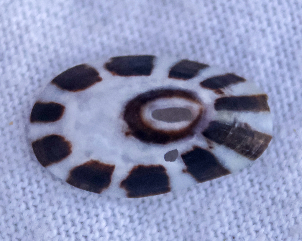 Fissurella spongiosa
