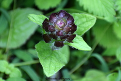 Prunella vulgaris vulgaris