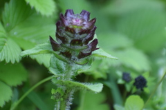 Prunella vulgaris vulgaris