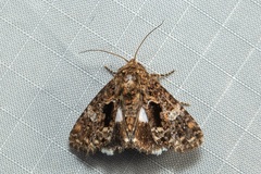 Ecpatia longinquua