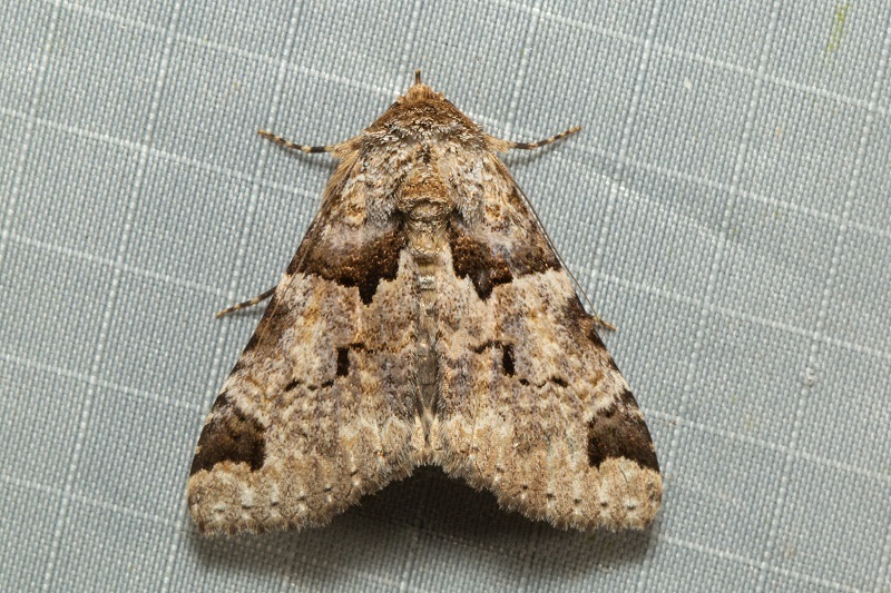 Erygia spissa