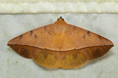 Hamodes pendleburyi