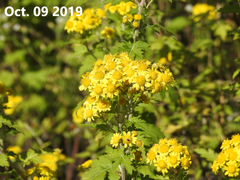 Chrysanthemum lavandulifolium