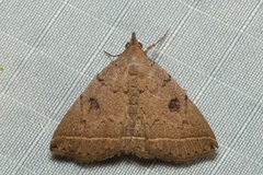 Simplicia discosticta