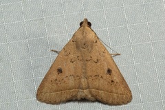 Simplicia discosticta