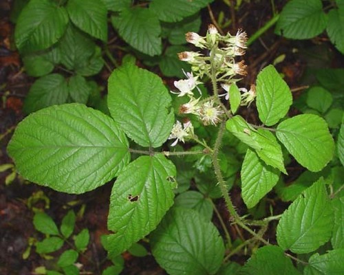 Severn Bridge Bramble (Rubus angloserpens)