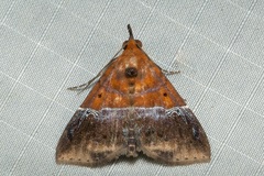 Euphiuche picta