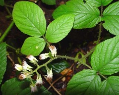 Rubus angloserpens