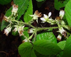 Rubus angloserpens