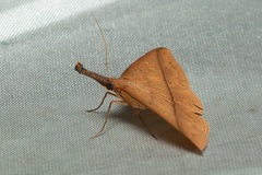Marapana