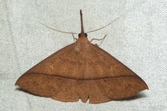 Marapana