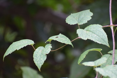 Clematis barbellata