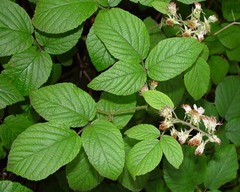 Rubus angloserpens