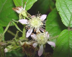 Rubus angloserpens