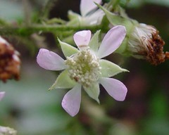 Rubus angloserpens