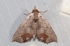 Hyperlopha discontenta