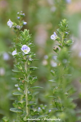Veronica serpyllifolia serpyllifolia