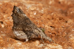 Masca abactalis