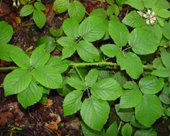 Rubus angloserpens