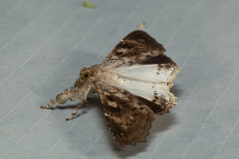 Masca abactalis