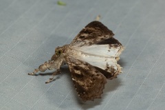 Masca abactalis