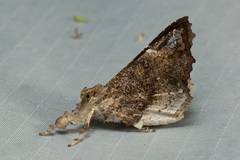 Masca abactalis