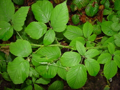 Rubus angloserpens