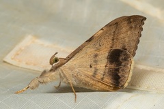 Oxyodes