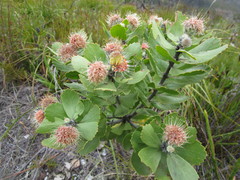 Leucospermum winteri